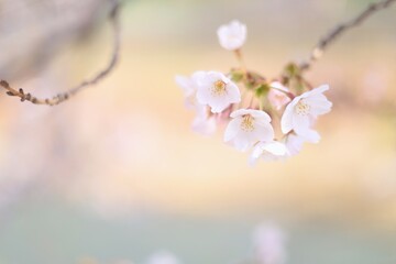 サクラの花