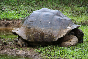 Giant tortoise on Santa Cruz Island, Galapagos Islands, Ecuador