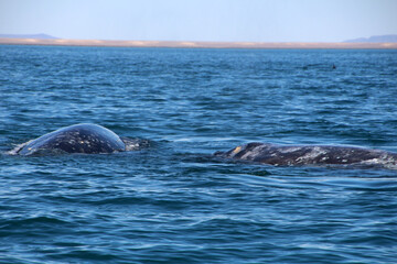 Two California gray whales during a whale watching tour in Baja California Sur, Mexico