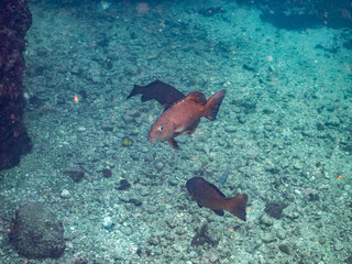 Fototapeta premium スジアラ, ハタ科, Red-spotted rockcod, Blue spotted grouper, Plectropomus leopardus, 他。 ヒリゾ浜南伊豆町中木 静岡県伊豆半島-2025 日本有数のシュノーケリングスポット。 夏の数カ月間だけ渡し船で行ける。 水質透明度魚影が素晴らしい。 