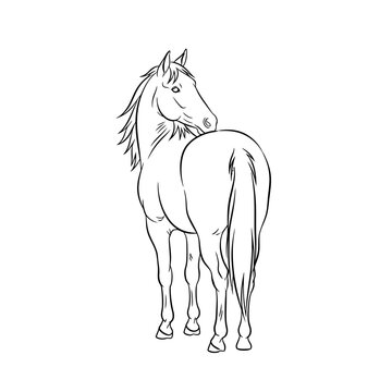 Black line art sketch of horse standing rear view looking back over shoulder isolated on white background. Minimalist equine vector illustration