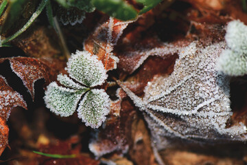 Frozen frost on leaves