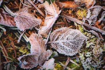 Leaves covered in frozen frost