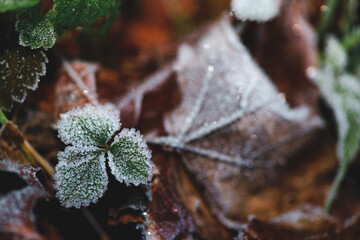 Detail of a leaf covered in frozen frost