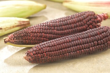 Fresh purple corn or purple maize