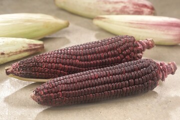 Fresh purple corn or purple maize