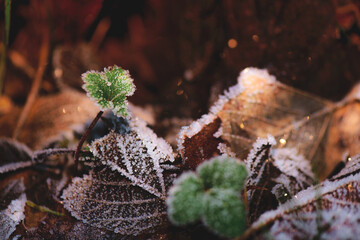 Detail of leaves covered in frozen frost