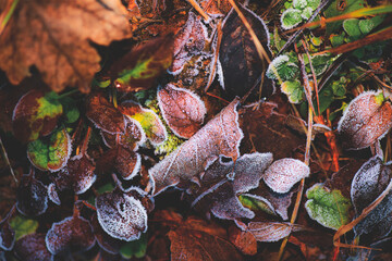 Colorful leaves, covered in frozen frost