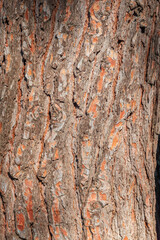 Old wood pine bark texture or background.