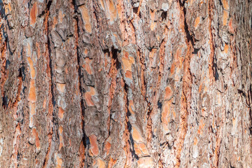 Obraz premium Old wood pine bark texture or background.