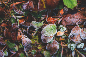 Beautiful colorful leaves with ice