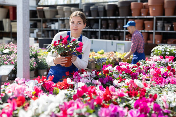 Fototapeta premium Young saleswoman holding pots of cyclamen flowers in plant store