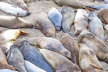seals sleeping at the beach near San Simeon