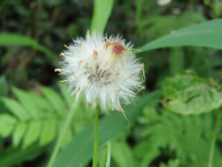 Fototapeta premium A macro shot of a fluffy white dandelion seed head and blossom in a spring meadow showcases the beauty of nature and plant growth as seeds prepare to drift from the stem into the wind