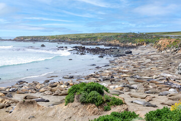 seals relax at the beach in San Simeon at California Highway No 1