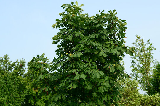 Horse chestnut Aesculus hippocastanum of Sapindaceae is a deciduous tree with spiky seed pods and palmately compound leaves. This is an authentic optical photography