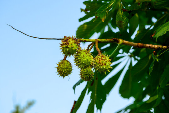 Horse chestnut Aesculus hippocastanum of Sapindaceae is a deciduous tree with spiky seed pods and palmately compound leaves. This is an authentic optical photography
