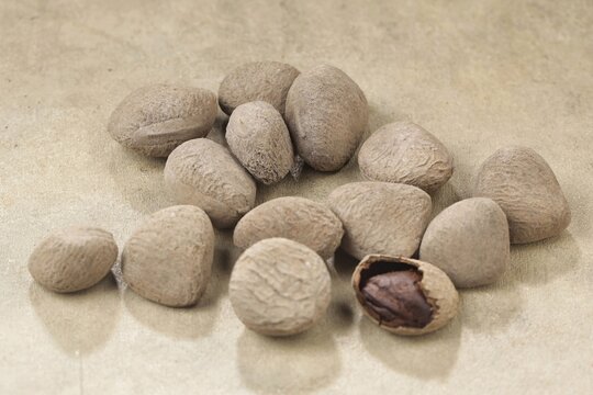 Kluwek also known as keluak, keluwak, or black nut - the seeds of the Pangium edule tree