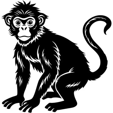 Curious monkey sitting