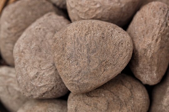 Kluwek also known as keluak, keluwak, or black nut - the seeds of the Pangium edule tree