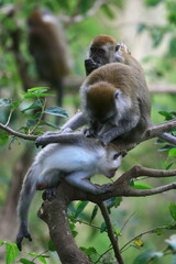 Fototapeta premium Long tailed monkeys (Macaca fascicularis) at Ngarai Sianok, West Sumatra, Indonesia.
