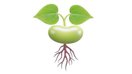 Bean Seedling with Roots and Leaves