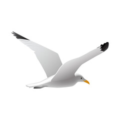 Naklejka premium white, animals,Bird flight, Bird, png.