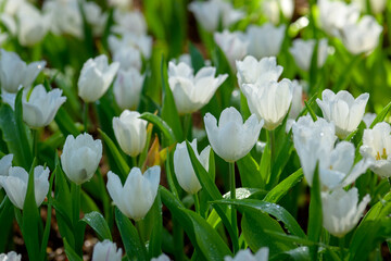 Fototapeta premium White crocus flowers blooming in a spring garden