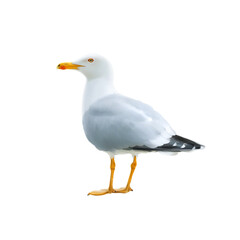 white, animals,Bird flight, Bird, png.