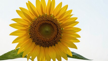 Closeup of vibrant sunflower with yellow petals and green leaves