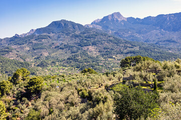 Mountainous view with lush green forest a sunny summer day