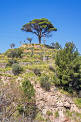 Cypress tree on a hill with bushes and a powerline
