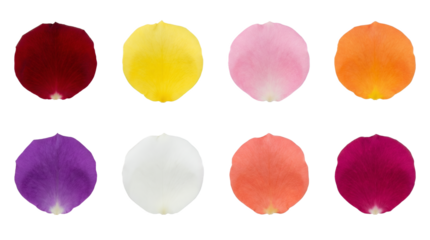 Rose petal set including various colors of red, yellow, pink, orange, purple, white, and coral isolated. Floral botanical collection for wedding and romantic design.