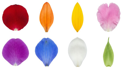 Fototapeta premium Natural flower petal set including rose, lily, sunflower, and orchid varieties isolated. Botanical collection for floral design and decoration.