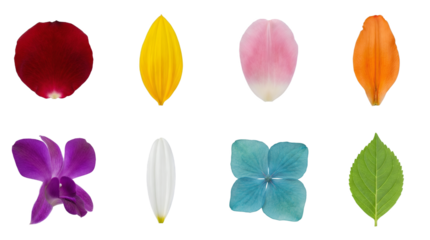 Flower petal set including rose, lily, tulip, hydrangea, orchid, and green leaf isolated. Colorful botanical collection for floral design and nature themes.