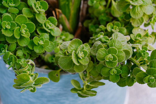 Cuban Oregano or Vicks Plant, camphor eucalyptus scented wooly leaves, close up. Plectranthus hadiensis var. Tomentosa is a soft little succulent, perennial ground cover plant of the family Lamiaceae.