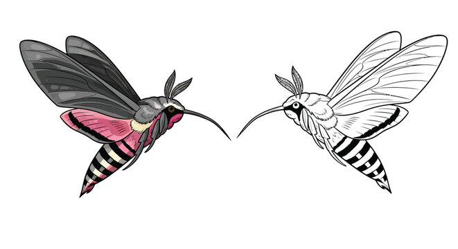 Illustrated Hummingbird Moths Flying in Pair Colored and Black and White Comparison
