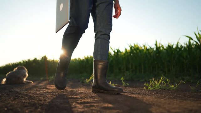 Walking on dirt path carrying laptop, person in boot walks along rural corn field at sunset with dog resting nearby in golden light, farmer presence with laptop and boot in soft warm backlight
