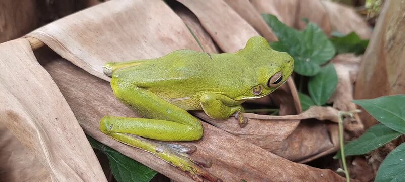 green frog seen up close 