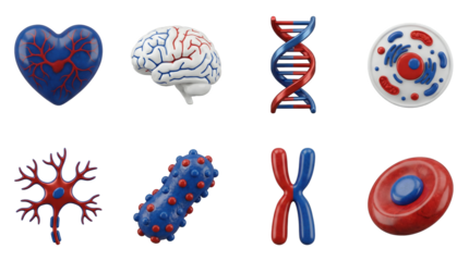 Medical and biology anatomy icons set including heart, brain, dna, cell, neuron, bacteria, chromosome, and erythrocyte isolated. Science and healthcare 3d illustration collection.