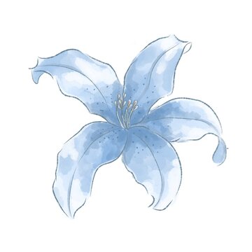 blue lily flower