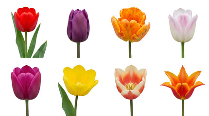 Fototapeta premium Tulip flower set including red, purple, orange, pink, yellow, and multicolored blooming varieties isolated. Floral nature and spring garden collection.