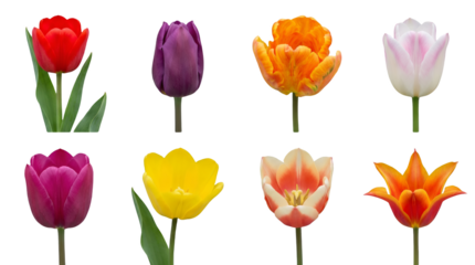 Tulip flower set including red, purple, orange, pink, yellow, and multicolored blooming varieties isolated. Floral nature and spring garden collection.