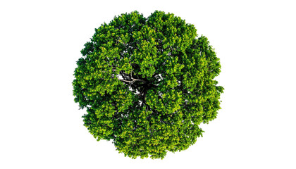 Overhead view of a lush, leafy green tree against a black background