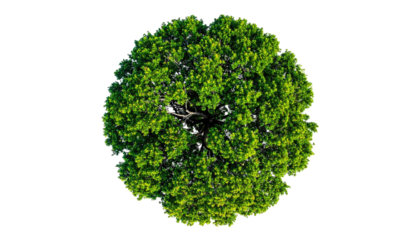 Overhead view of a lush, leafy green tree against a black background