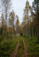 Autumn birch forest path with yellow leaves in Finnish Lapland