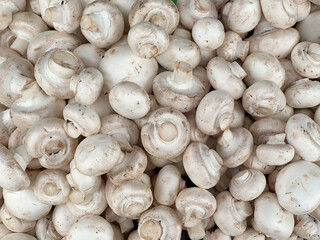 Closeup of a pile of fresh white mushrooms. © SashaMagic