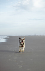 Happy dog running freely on wide sandy beach along sea coastline