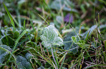 Frosted green leaf covered with morning frost on grass