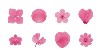 Pink floral botanical set including flower heads, hydrangea, orchid, cosmos, and individual petals isolated. Romantic nature and wedding design collection.